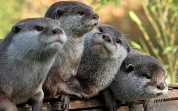 A serene HD desktop wallpaper featuring a group of otters, showcasing their playful expressions and close companionship in a natural outdoor setting.