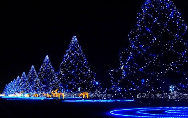 Vacances Noël Christmas Tree Christmas Lights Nuit Lumière Bleu Fond d'écran HD | Image