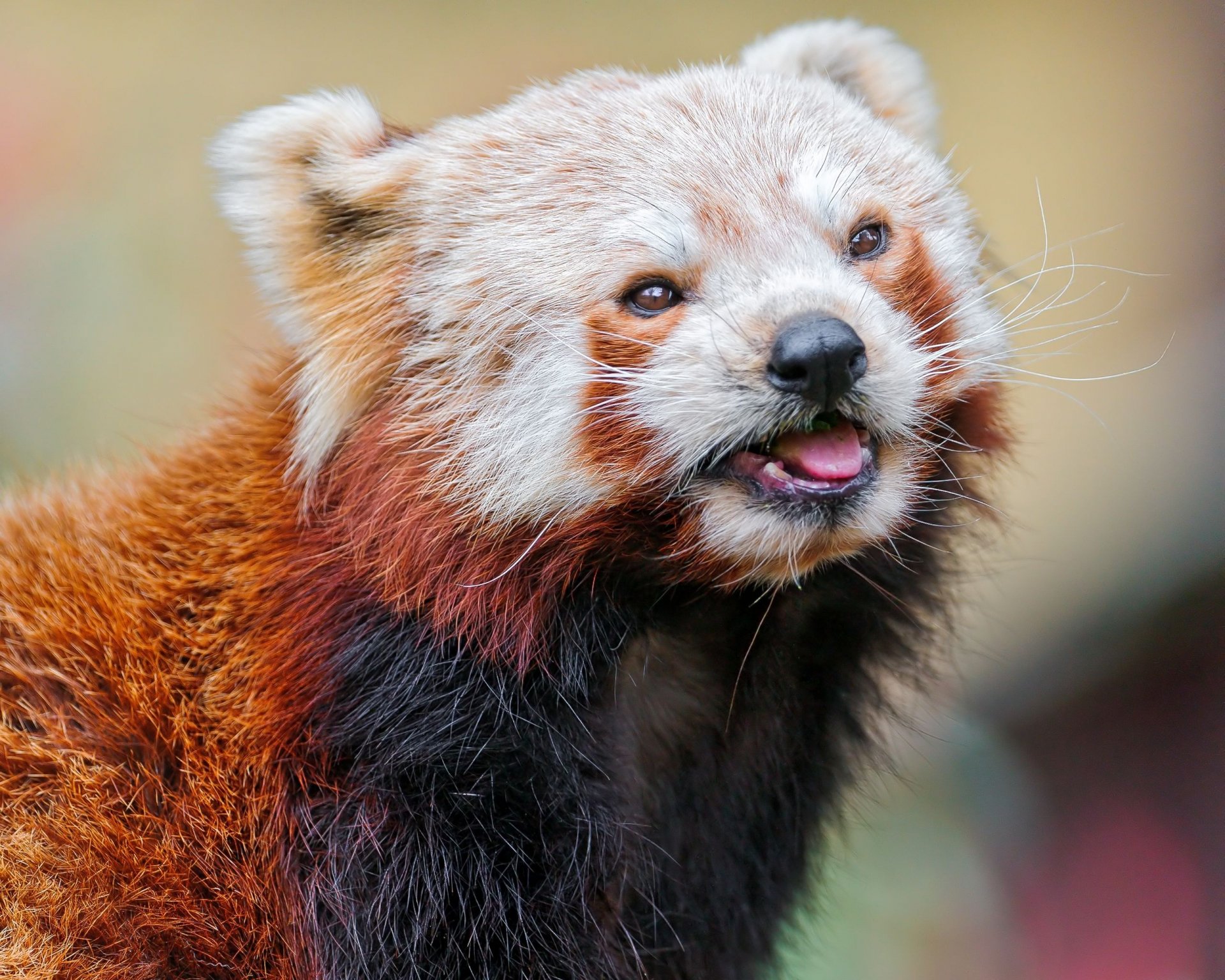 Close-up of a red panda with detailed fur and expressive eyes, captured in high definition for a vibrant PC desktop wallpaper background.