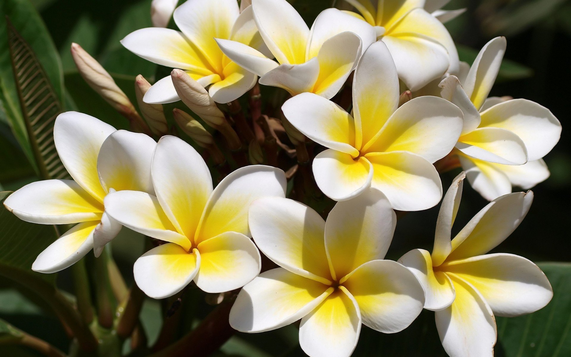 HD desktop wallpaper featuring a close-up of vibrant yellow and white frangipani flowers in nature with lush green leaves.