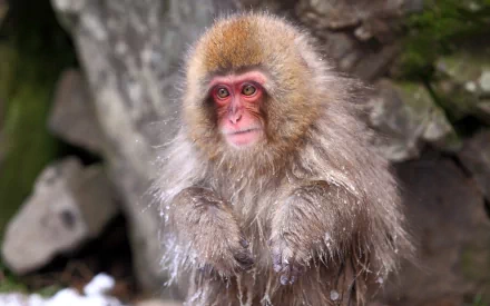 Animal Japanese macaque snow monkey HD Desktop Wallpaper | Background Image