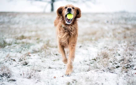 HD PC desktop wallpaper of a golden retriever running through a snowy field with a tennis ball in its mouth.