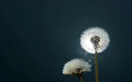 HD PC desktop wallpaper showing two backlit dandelion seedheads glowing against a deep blue background.