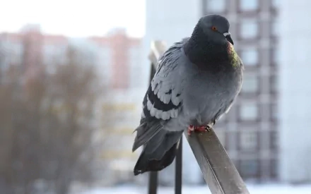 HD PC desktop wallpaper of a gray pigeon perched on a metal railing with a soft-focus urban background.