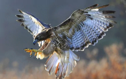 HD desktop wallpaper featuring a detailed close-up of a falcon in mid-flight with wings spread against a blurred natural background.