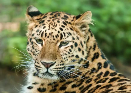 HD PC desktop wallpaper showing a close-up leopard with detailed rosettes, piercing eyes and soft green foliage background.