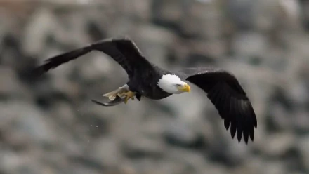Animal eagle HD Desktop Wallpaper | Background Image