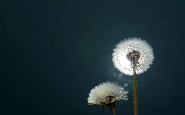 HD PC desktop wallpaper showing two backlit dandelion seedheads glowing against a deep blue background.