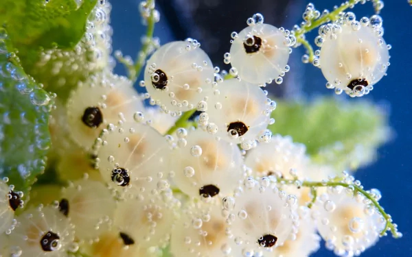 Close-up HD desktop wallpaper of white gooseberries with water droplets against a blurred blue and green background, highlighting their texture and delicate details.