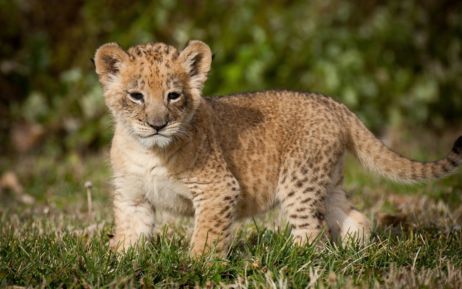 A playful lion cub stands on lush green grass, capturing the essence of wildlife. This HD desktop wallpaper highlights the charm of nature's young animal kingdom.