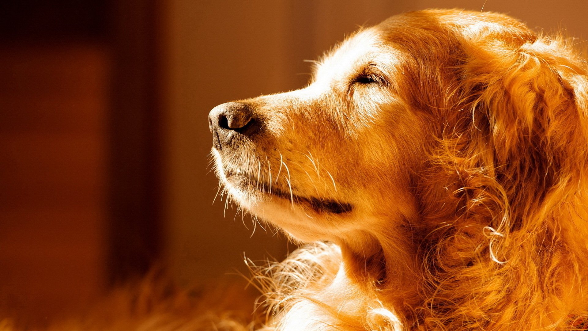 HD PC desktop wallpaper featuring a close-up of a golden retriever dog basking in warm sunlight with a soft, blurred background.
