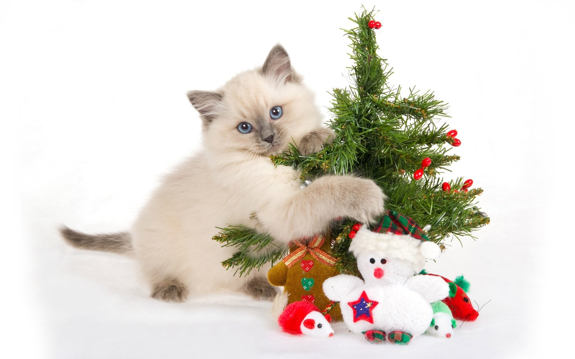 A playful cat is exploring a small Christmas tree adorned with decorations and colorful toys, creating a charming and festive scene for an HD desktop wallpaper.