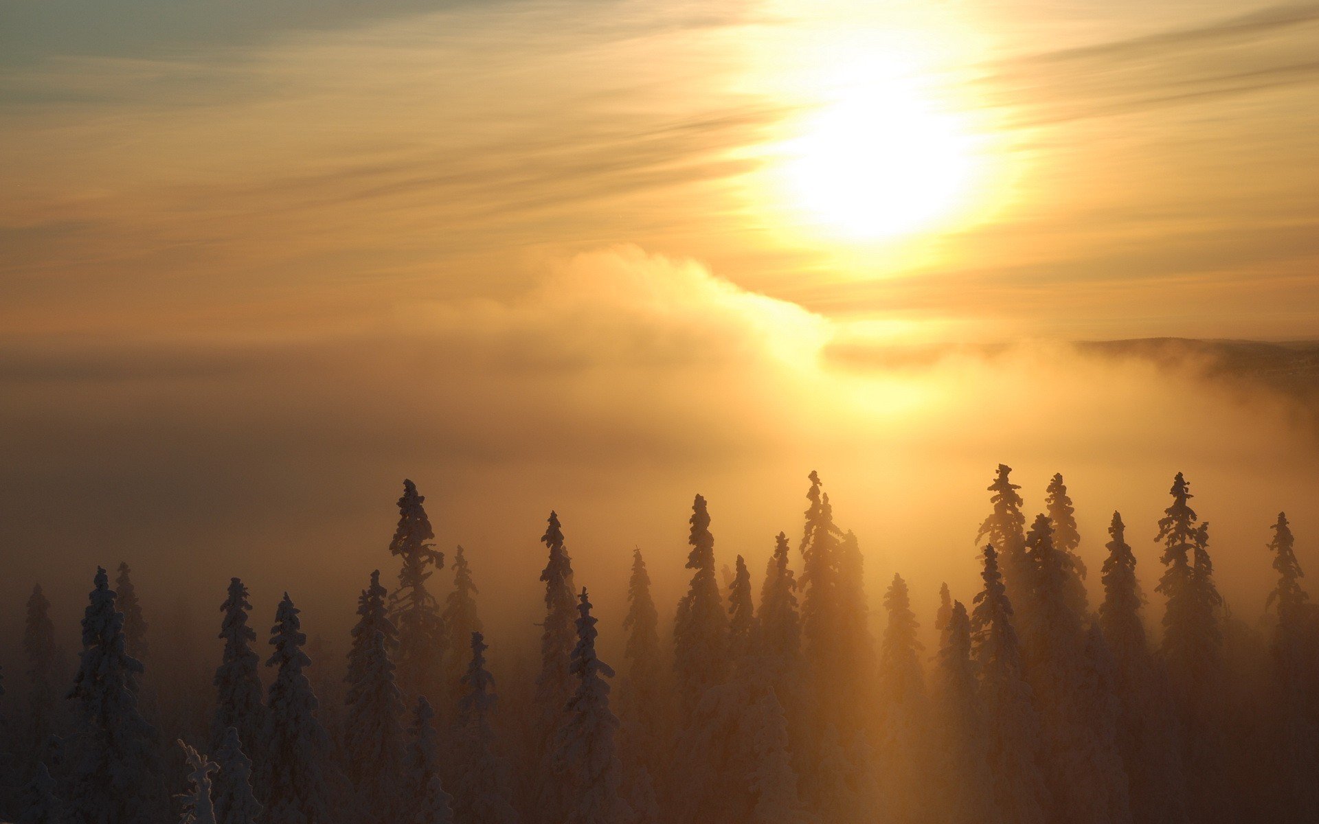 Download Nature Fog HD Wallpaper | 1920x1200 | Wallpaper Abyss