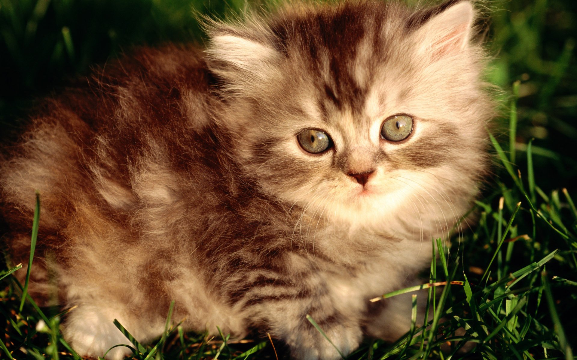 Cat HD Wallpaper