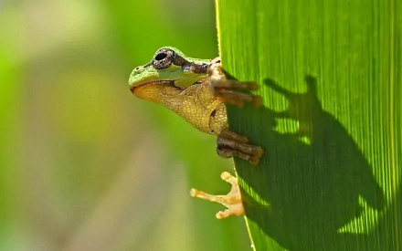 HD desktop wallpaper featuring a close-up of a frog clinging to a green plant with its shadow cast on the leaf.