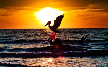 HD desktop wallpaper showing a pelican in silhouette soaring above ocean waves at sunset, with a glowing sun and vibrant orange sky in the background.