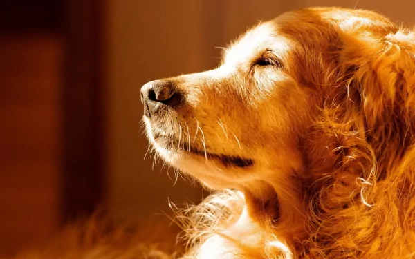 HD PC desktop wallpaper featuring a close-up of a golden retriever dog basking in warm sunlight with a soft, blurred background.