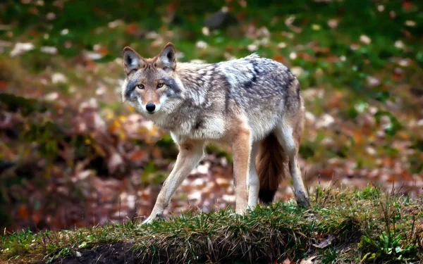 Animal coyote HD Desktop Wallpaper | Background Image