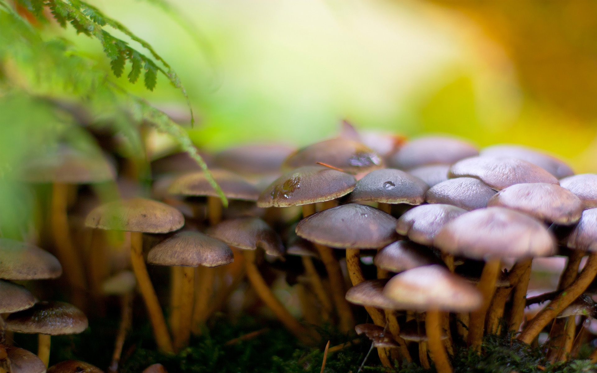 Download Nature Mushroom HD Wallpaper