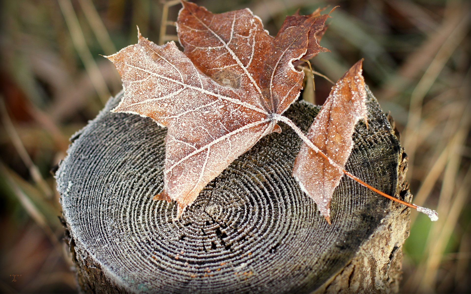 Download Nature Leaf HD Wallpaper