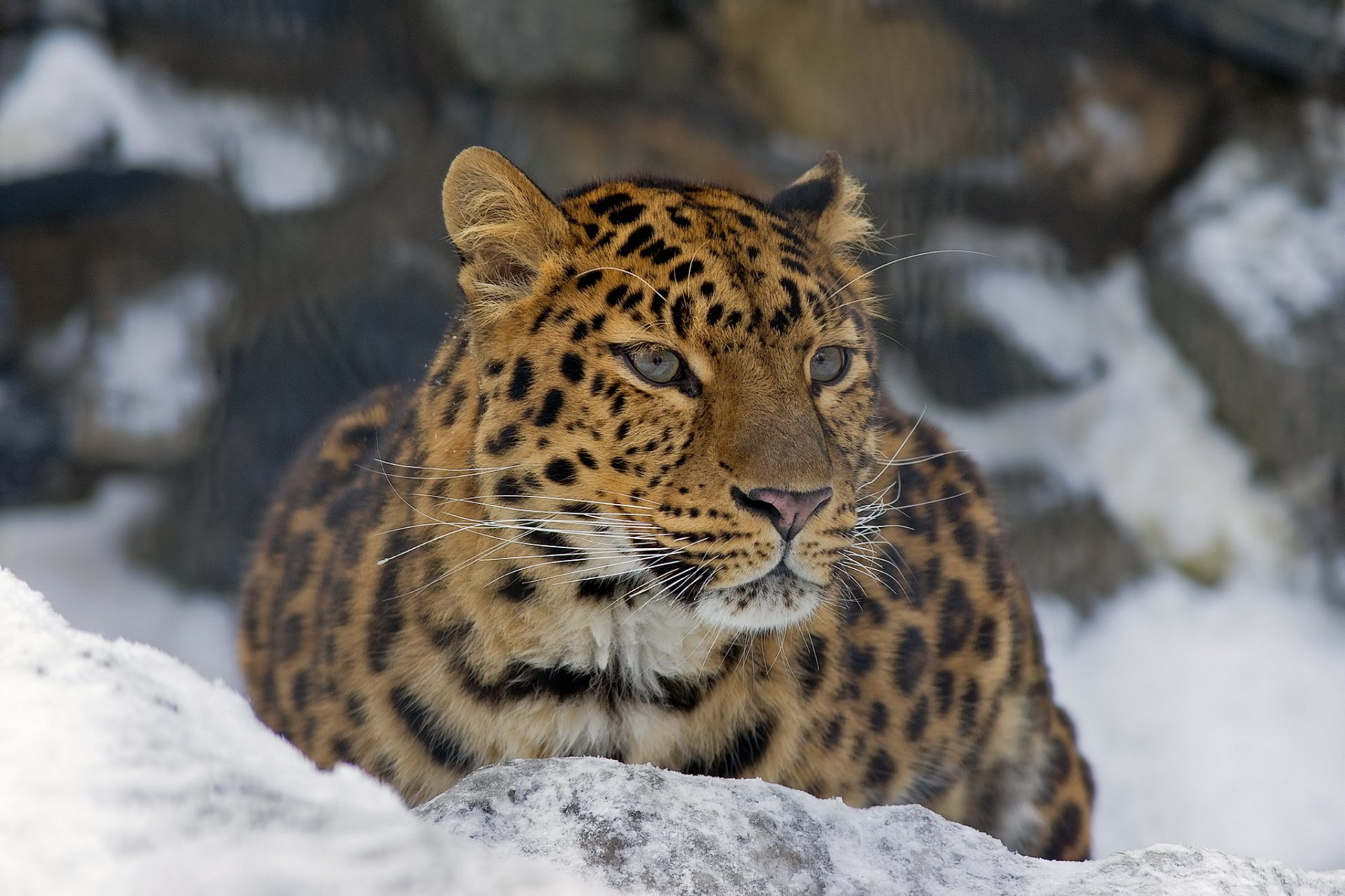 A stunning HD wallpaper featuring a leopard in a snowy environment, showcasing its distinctive spots and striking expression against a blurred rocky background.