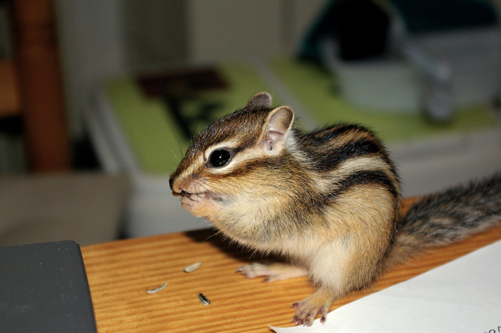 2K Quad HD desktop wallpaper of a chipmunk (animal) nibbling seeds on a wooden desk, close-up showing its distinct dark stripes and curious pose.