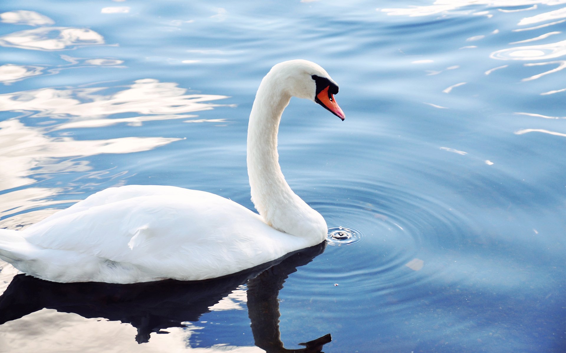 HD desktop wallpaper featuring a graceful mute swan gliding on calm, reflective water with soft ripples under a partly cloudy sky.