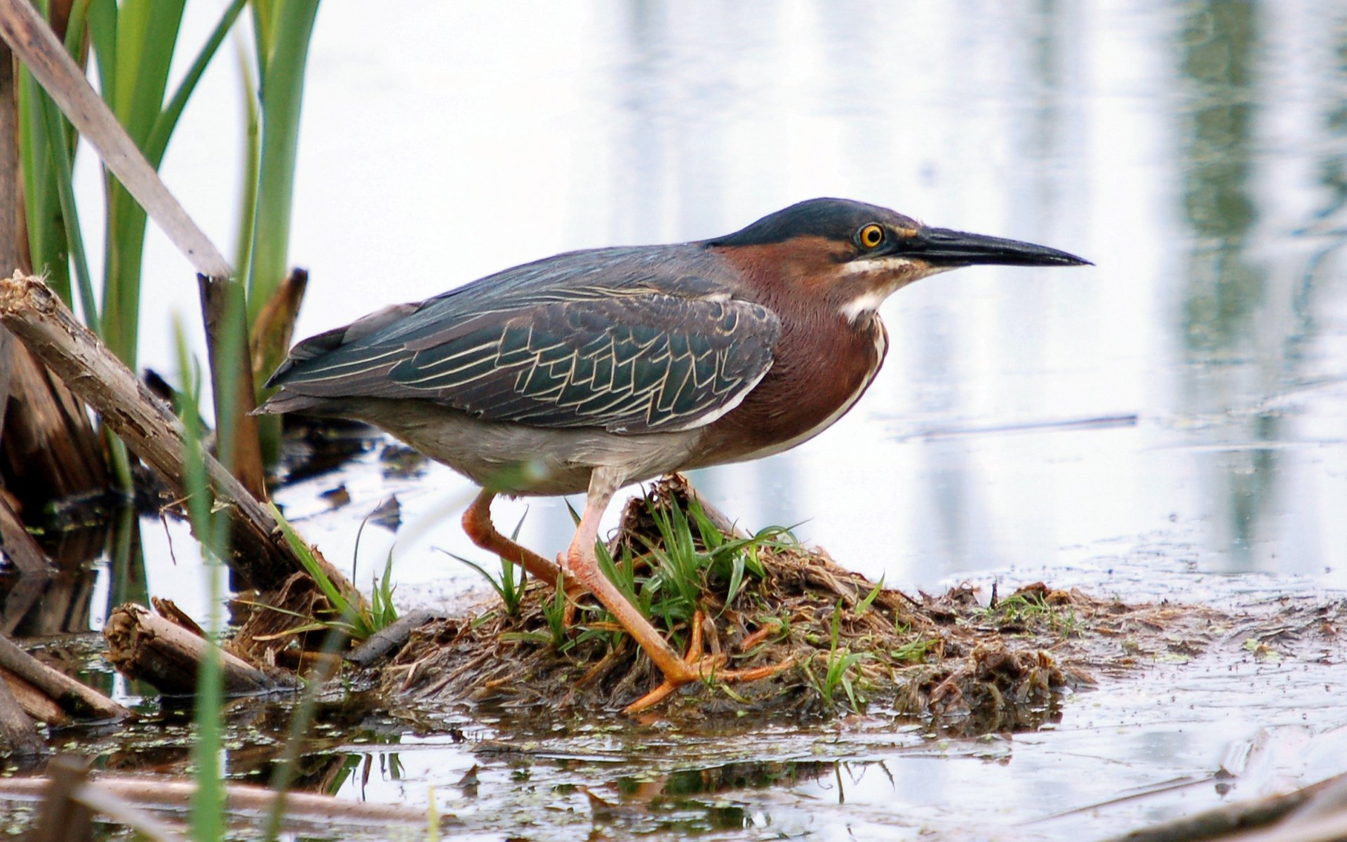 Moril-green heron by Moril | 1920x1200 | Wallpaper Abyss
