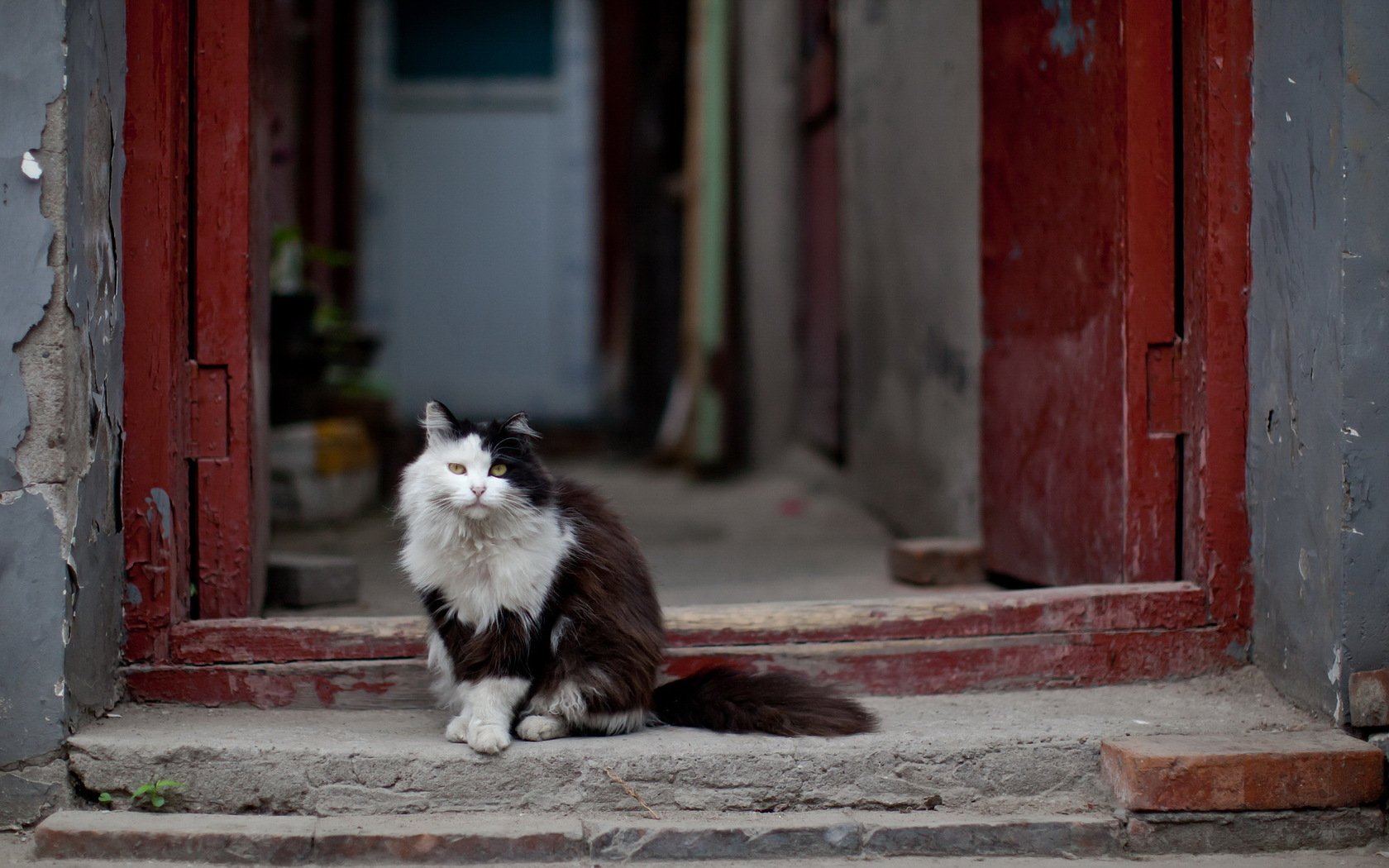 HD PC desktop wallpaper showing a black and white cat sitting on stone steps framed by weathered red doorways in an urban setting.