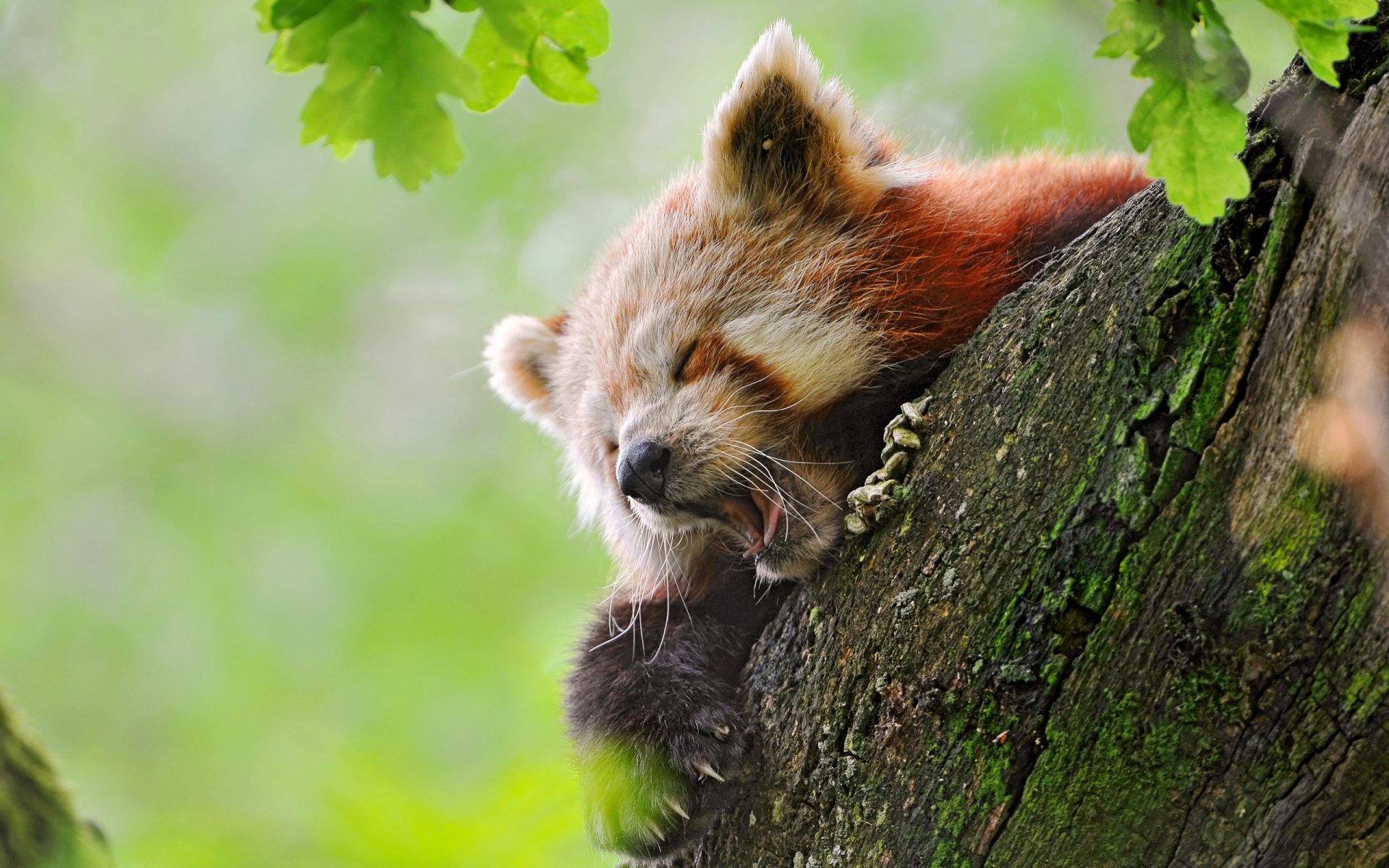 HD desktop wallpaper of a red panda resting on a tree branch surrounded by green leaves.
