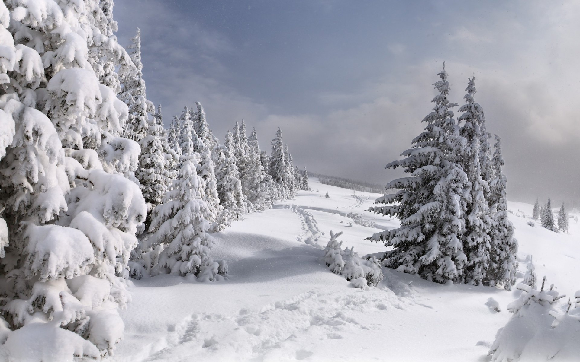 Download Snow Forest Tree Nature Winter HD Wallpaper