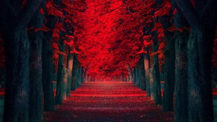 HD desktop wallpaper featuring a man-made road lined with dark trees and vibrant red foliage, creating a dramatic and surreal forest pathway.