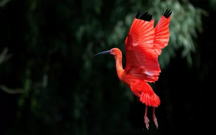 A vibrant Scarlet Ibis spreads its wings in mid-flight, showcasing stunning red feathers against a backdrop of lush greenery. Ideal HD desktop wallpaper for nature enthusiasts.