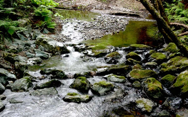 nature stream rocks water forest HD Desktop Wallpaper | Background Image