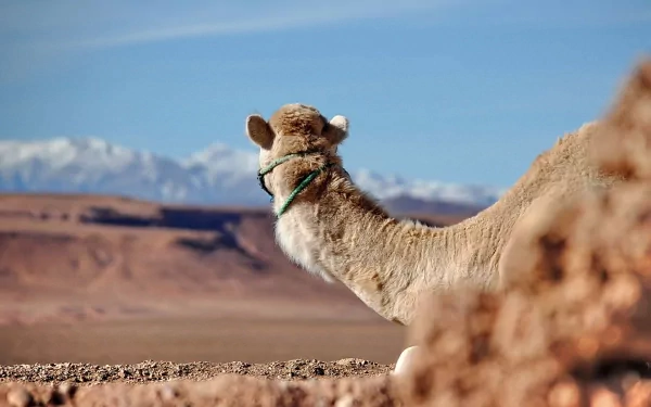 HD PC desktop wallpaper featuring a close-up of a camel in a desert landscape with distant mountains under a clear blue sky.