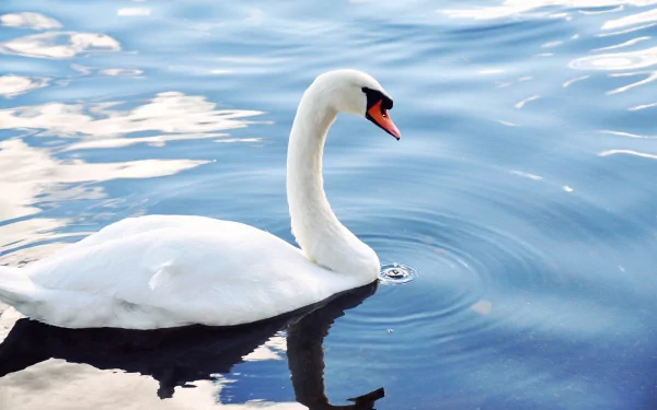 HD desktop wallpaper featuring a graceful mute swan gliding on calm, reflective water with soft ripples under a partly cloudy sky.