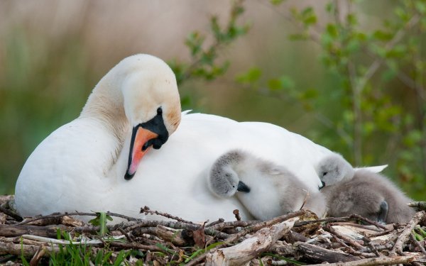 Animal Mute swan Birds Swans Swan Cygnet Cute Love Baby Animal HD Wallpaper | Background Image