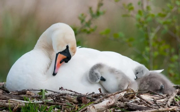 A serene scene of a mute swan gently resting on its nest with adorable cygnets, embodying love and cuteness in nature. A heartwarming HD background image of baby animals.