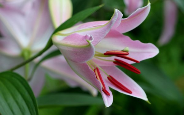 Earth Lily Flowers Flower HD Wallpaper | Background Image