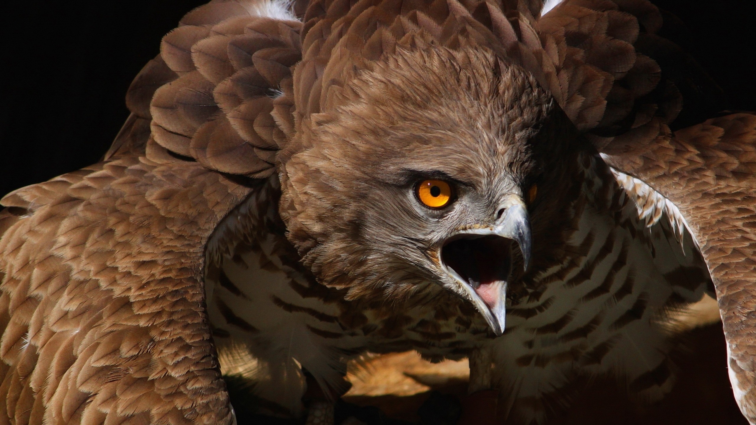 Animal Eagle HD Wallpaper | Background Image