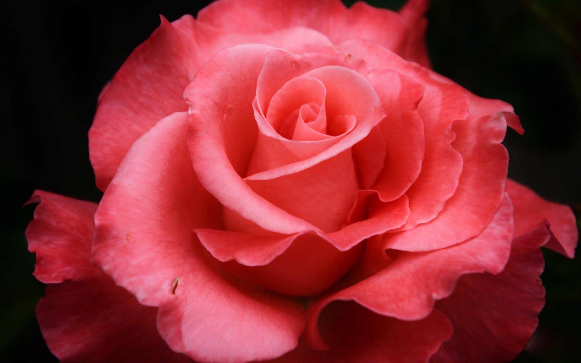 HD PC desktop wallpaper/background: close-up pink rose in nature, soft layered petals spiraling from the center against a dark, blurred backdrop.