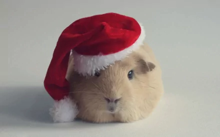 A charming guinea pig wearing a festive red Santa hat, set against a simple background, makes for a delightful HD desktop wallpaper.