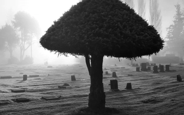 HD desktop wallpaper featuring a foggy cemetery with a prominent trimmed tree and scattered tombstones.