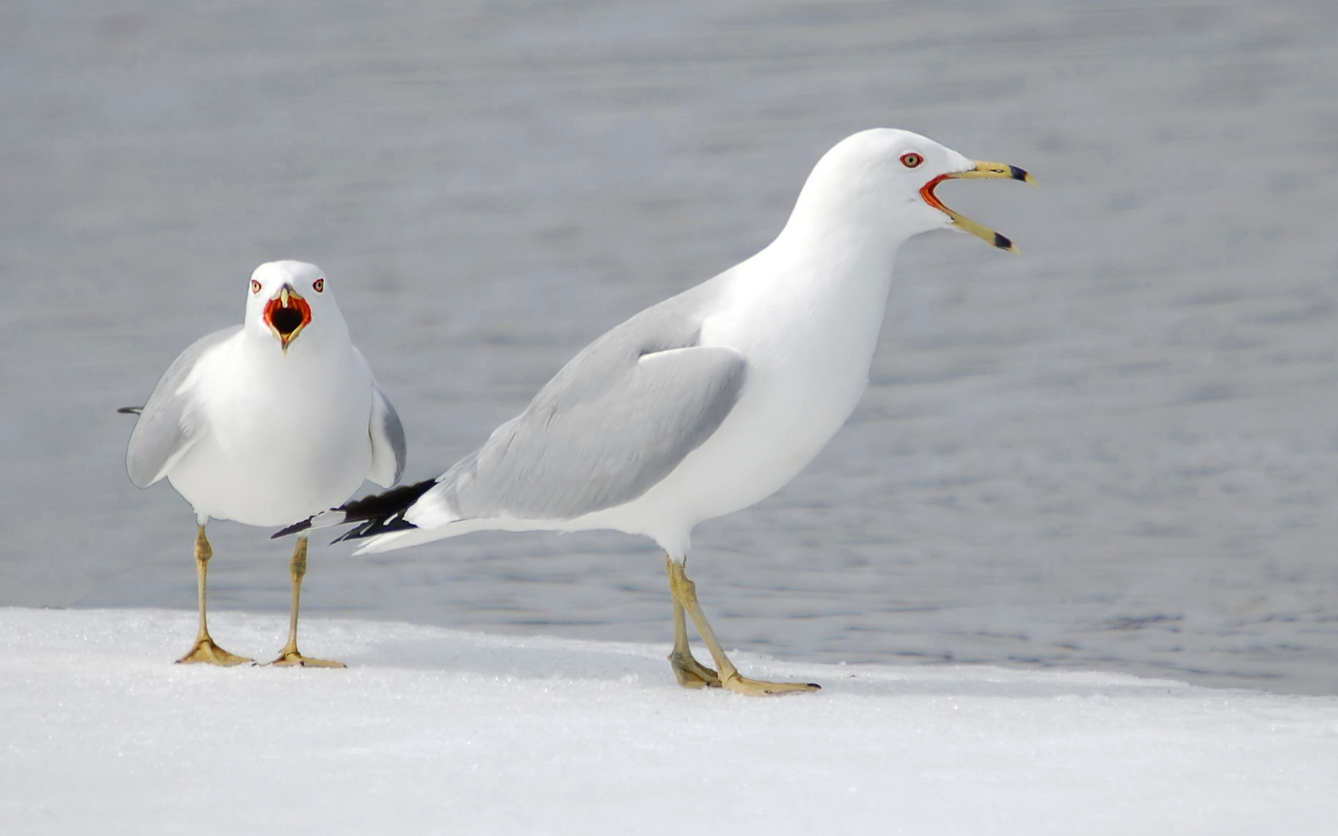 Animal Seagull HD Wallpaper | Background Image