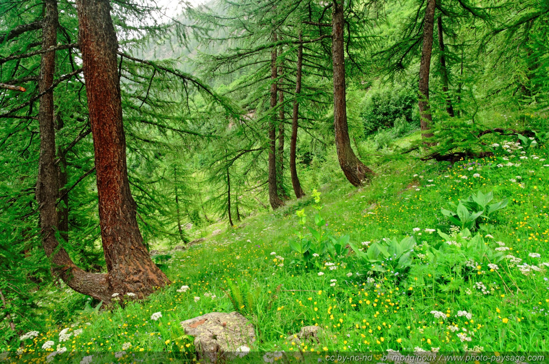 Lush green forest with tall conifers and a flower-speckled meadow on a gentle slope — nature HD PC desktop wallpaper/background.