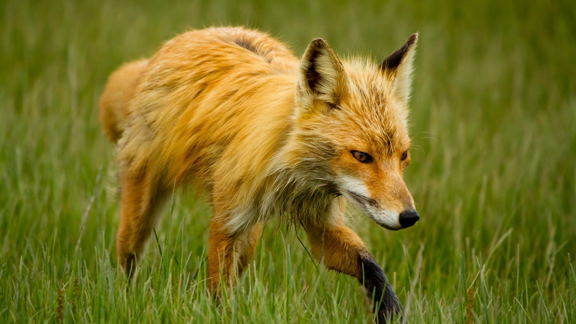 HD PC desktop wallpaper featuring a close-up of a red fox walking through tall green grass in a natural setting.