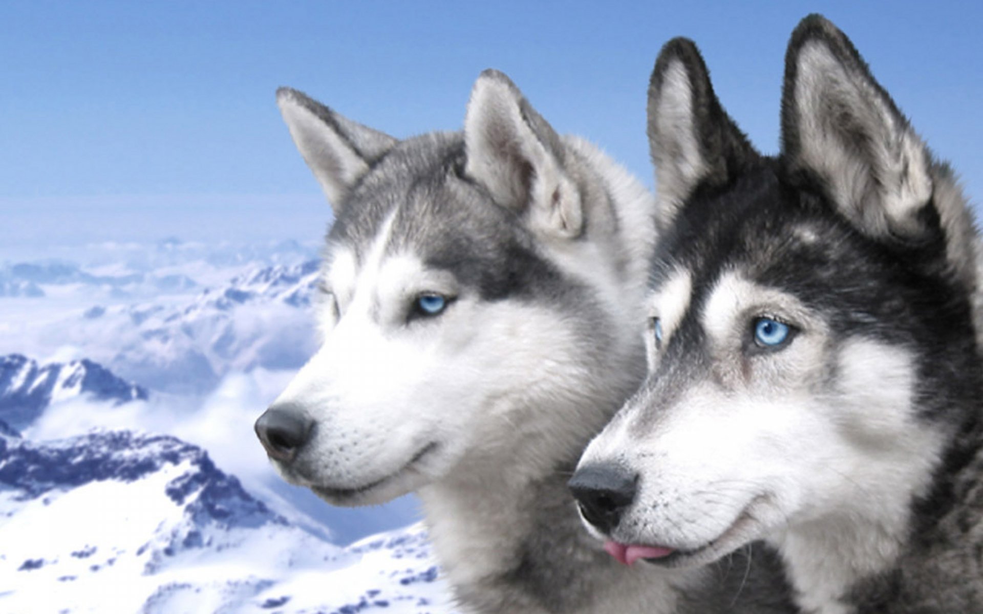 Two beautiful huskies with striking blue eyes stand against a stunning snowy mountain backdrop, creating an eye-catching HD desktop wallpaper.