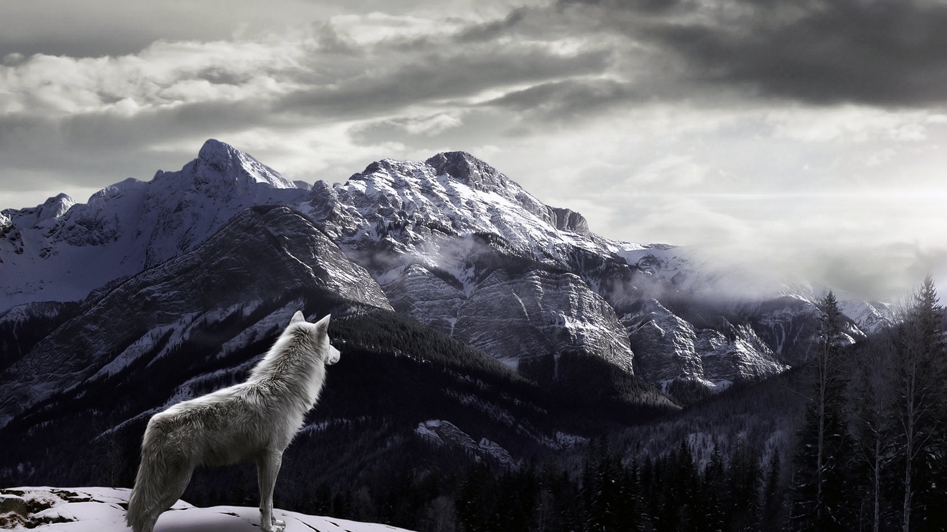 A majestic white wolf gazes over a stunning mountainous landscape, capturing the beauty of nature in this HD desktop wallpaper. The scene evokes a sense of wilderness and tranquility.