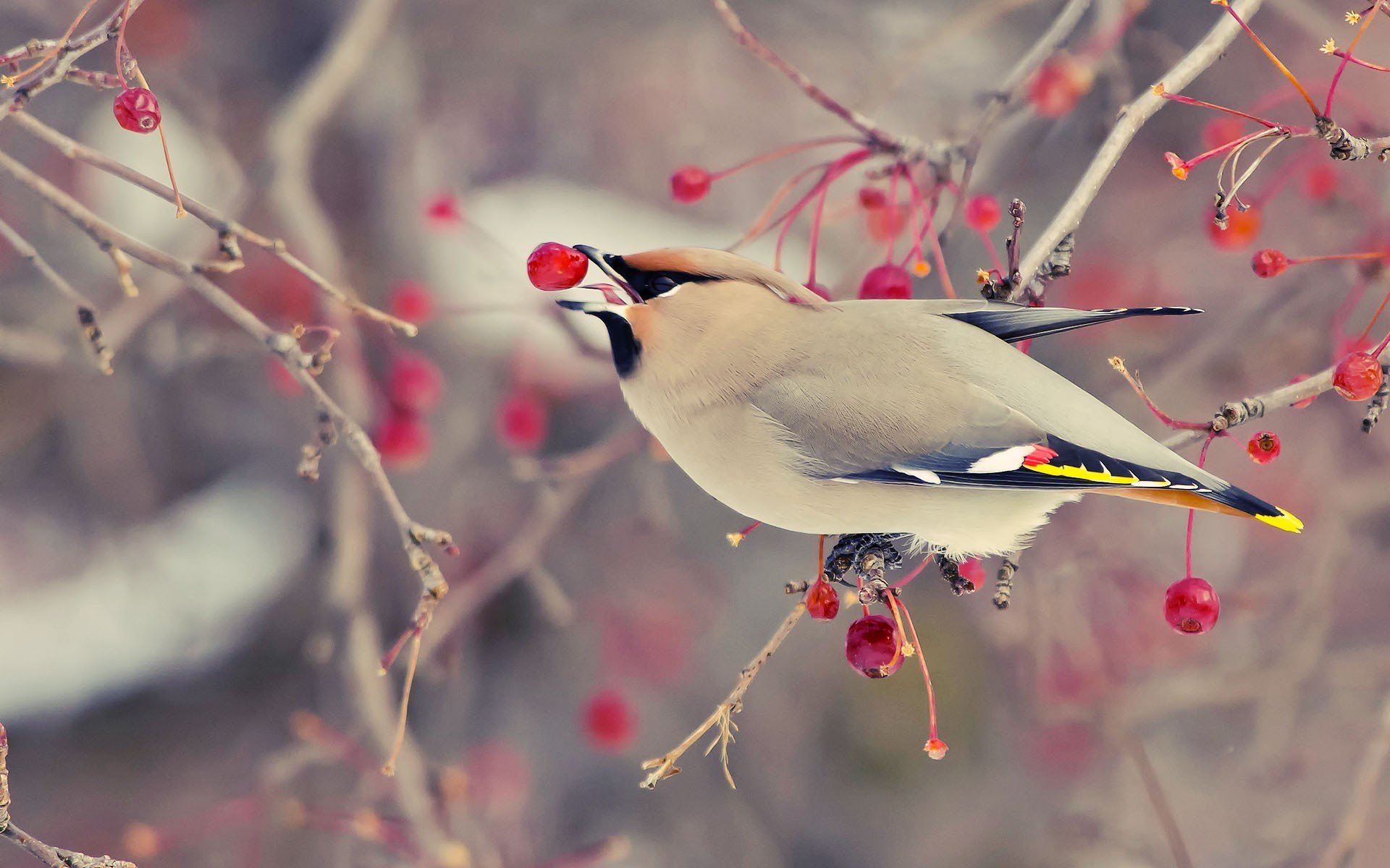 A high-definition desktop wallpaper featuring a cedar waxwing perched on a branch with red berries in its beak, set against a blurred, muted background.