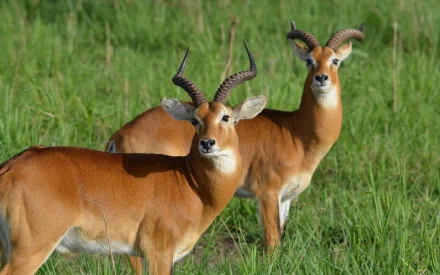 Ugandan kob Animal antelope HD Desktop Wallpaper | Background Image